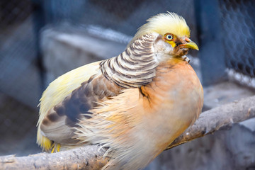 Portrait of a yellow golden pheasant sitting