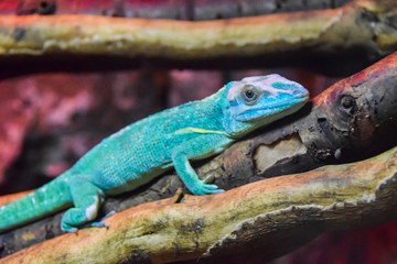 blue chameleon reptile lizard lies on a branch