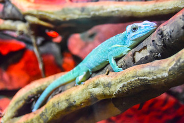 blue chameleon reptile lizard lies on a branch