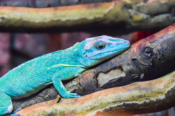 blue chameleon reptile lizard lies on a branch