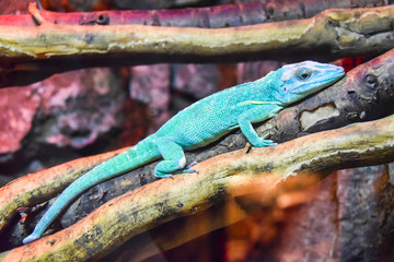 Naklejka na ściany i meble blue chameleon reptile lizard lies on a branch
