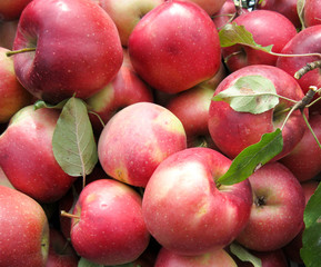  apples red background