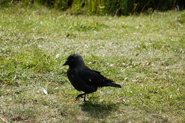 Jackdaw walking on the grass