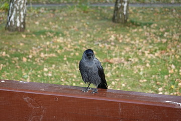 Jackdaw sitting on the bench back in the park