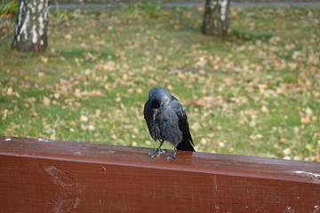Sad jackdaw sitting on the bench back in the park