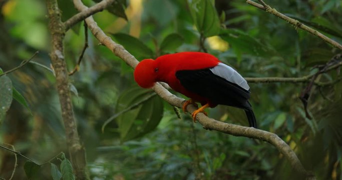 Cock-of-The-Rock Rupicola peruvianus, bright red bird with fan-shaped crest perched on branch, environment of tropical rainforest, Mindo, Ecuador. National bird of Peru. Wildlife nature.