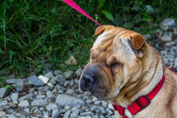 Grumpy sad dog on lease