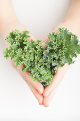 Kale Leaves in hands - negative space