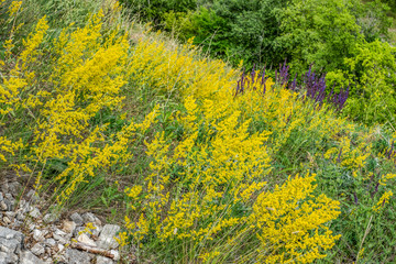 summer, nature, flora, slope, plants, herbs, beauty, observation, greenery, bright colors