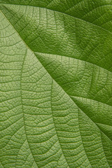 Tree green leaf close up, macro texture