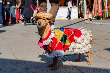 Fototapeta na wymiar costumed small dog posing on the street at mask carnival