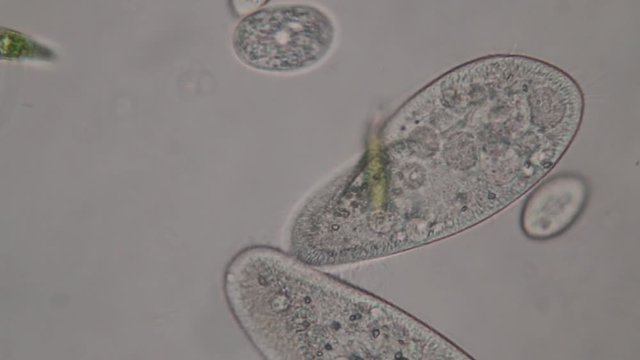 Paramecium caudatum is a genus of unicellular ciliated protozoan and Bacterium under the microscope.