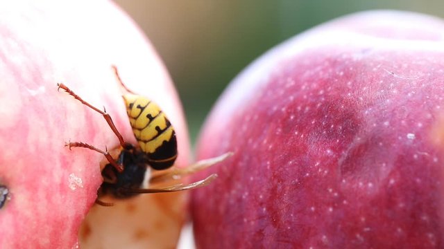 Big european hornet eating ripe sweet tasty apple. Wasp feeding with fruit. Insect spoiling harvest