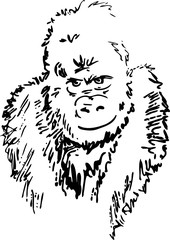 Gorilla happy- animal drawing in black and white - ink style illustation