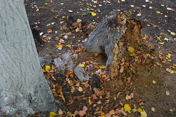 Rotten stump by a tree