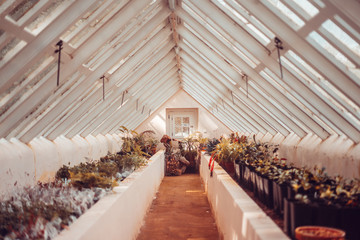 Interior of an antique greenhouse in triangle shape