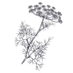 Illustration von duftenden Kräutern des Gartens. Dill. © marinavorona