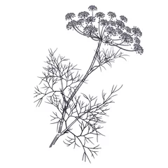 Illustration von duftenden Kräutern des Gartens. Dill. © marinavorona
