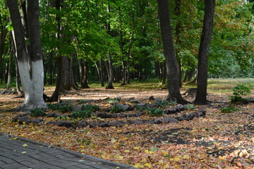 Dry leaves on the ground green park 3