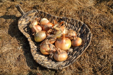 Organic onion in a knitted basket on dry grass