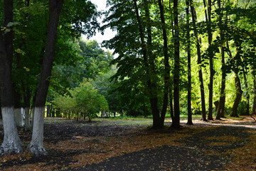 Dry leaves on the ground green park