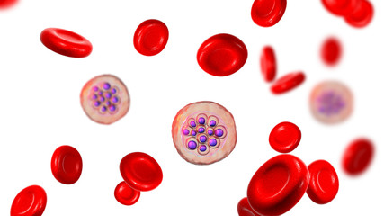 Red blood cells infected with malaria parasite Plasmodium vivax, schizont stage, 3D illustration