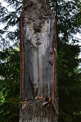 Slice on a tree trunk. Vertical photograph © Dmitrii Shraiber