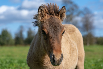 Close up of a cute brown Icelandic horse foal