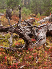Autumn in a forest of pines and oaks with their fallen red leaves