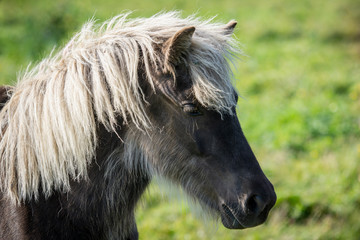Naklejka na ściany i meble Beautiful dark Icelandic horse with silver colored mane