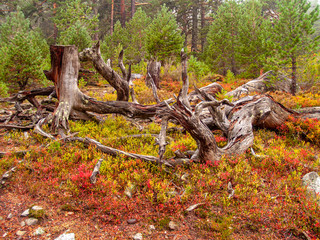 Autumn in a forest of pines and oaks with their fallen red leaves