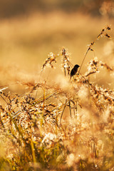 A little black bird is perching on grass flower.