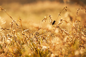 A little black bird is perching on grass flower.