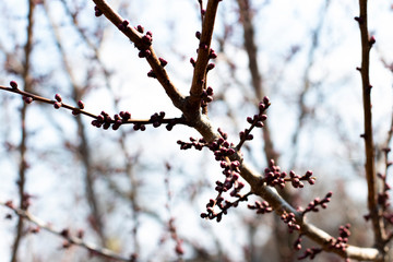 branch of a tree in spring