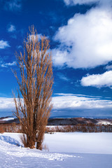 北海道・美瑛町 冬のケンとメリーの木 1