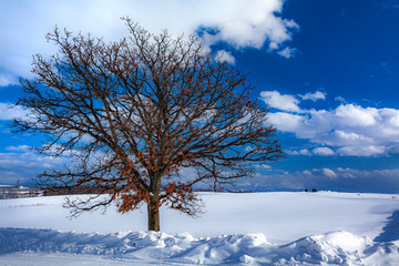 北海道・美瑛町 冬のセブンスターの木