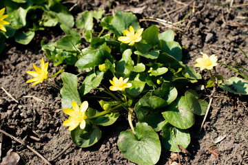 young plants in the garden