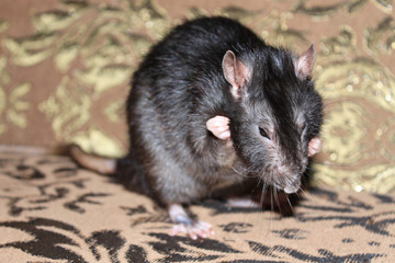  A gray rat stands on the couch and holds his head.