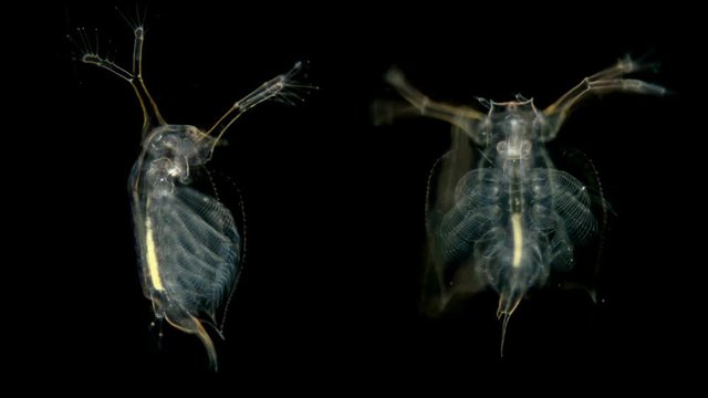 The zooplankton and plankton of the Black Sea under a microscope, Cladocera Penilia avirostris, can be said to be the only marine daphnia that feeds by filtration, the Sididae family, is an important