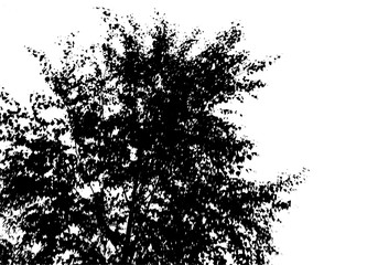 Black tree silhouette. Card with copy space. Isolated on white background. Vector nature illustration