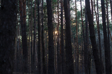 evening in forest 