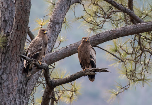 Steppe eagles looking for Prey