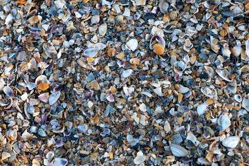 Small multi-colored shells on the seashore.  Background of small shells