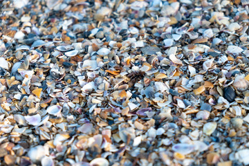 Small multi-colored shells on the seashore.  Background of small shells