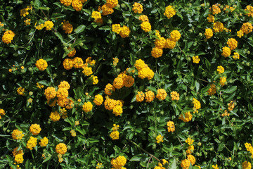 ランタナのイメージカット