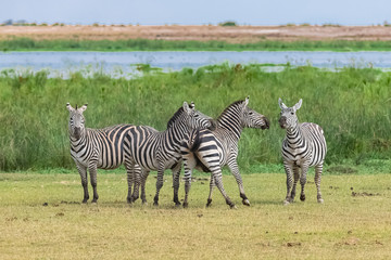 Fototapeta na wymiar Herd of zebras playing together in the savannah, in the Manyara lake reserve in Tanzania