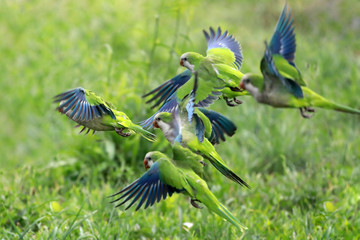 Flock of parrots in flight