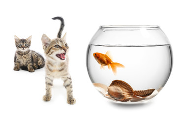 Beautiful fishbowl on white background