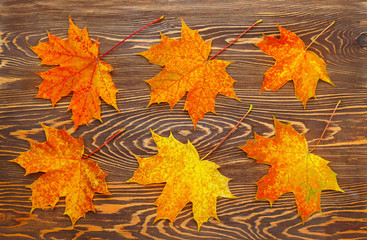 Pattern of six bright, autumn maple leaves on wooden background