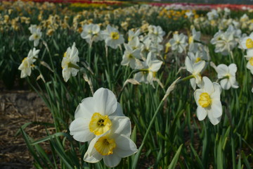 Fototapeta premium White and yellow daffodils in a field in Holland during the summer